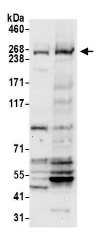 Anti-NBAS antibody(AB242220)