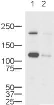 Anti-EEA1 antibody - Early Endosome Marker(AB2900)