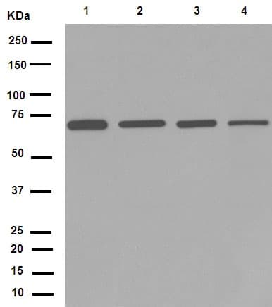 Anti-Lamin B1 antibody [EPR8985(B)] - Nuclear Envelope Marker(AB133741)