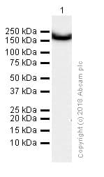 Anti-BRG1 antibody [EPR3912](AB108318)