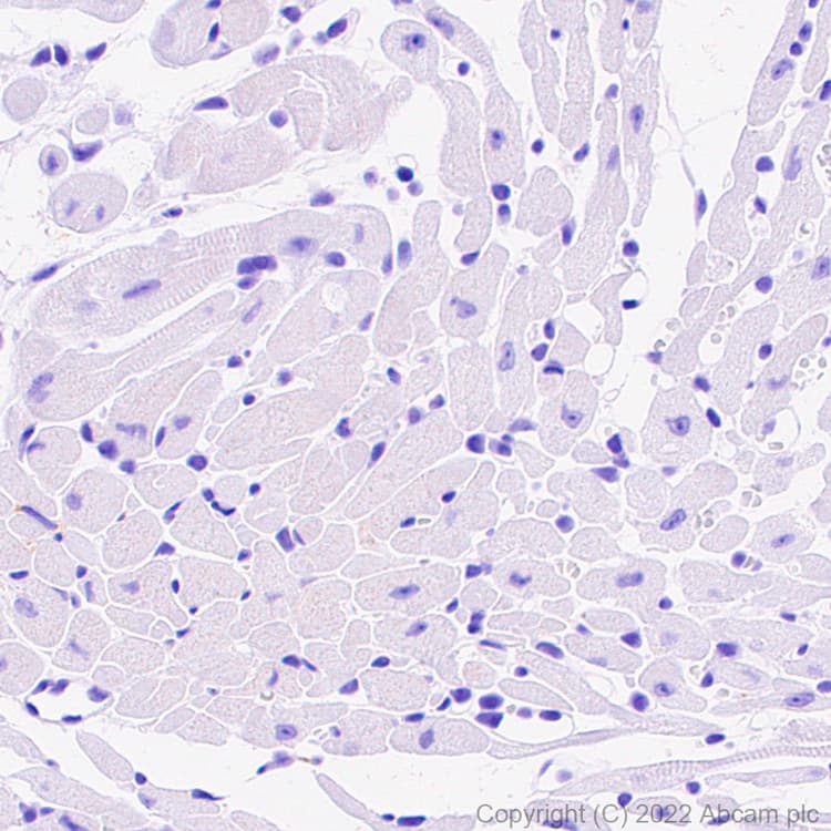 Anti-GATA1 antibody [EPR26488-109](AB300613)