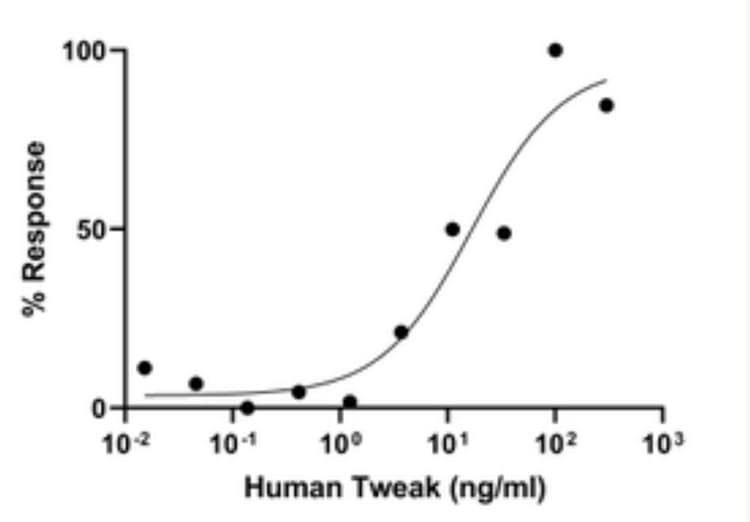 Recombinant Human TNFSF12 Protein (Active)(AB283416)