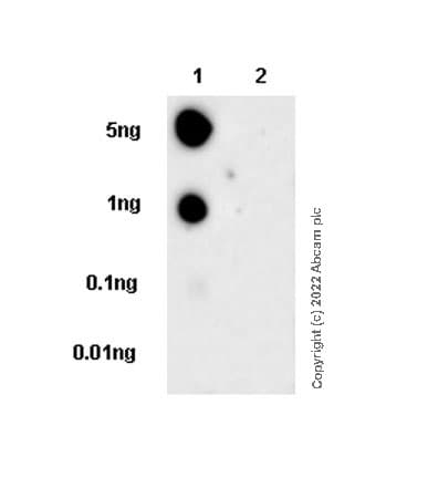 Anti-MEK3 (phospho S189) + MEK6 (phospho S207) antibody [EPR24759-32](AB289976)