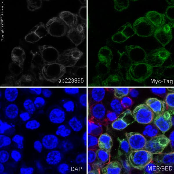 Alexa Fluor® 647 Anti-Myc tag antibody [9E10](AB223895)