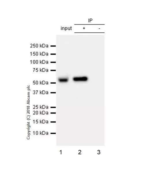 Anti-GSDMD antibody [EPR20859](AB219800)
