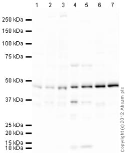 Goat Rabbit Igg H L Hrp Preadsorbed Ab97080  Western Blot Img122684