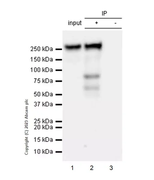 Anti-Streptococcus mutans Cell surface antigen I/II antibody [EPR28235-11](AB316006)