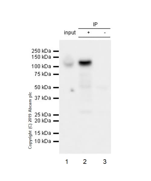 Anti-Pumilio 2 antibody [EPR3813] - BSA and Azide free(AB239909)