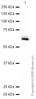Hoxb13 Antibody Mabcam53931 Ab53931  Western Blot Img31895