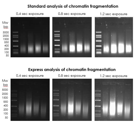 Chromatin Extraction Kit - Flexible Format(AB223876)