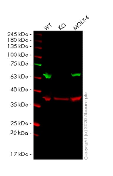 Anti-nmt55 / p54nrb antibody [EPR5270](AB133574)