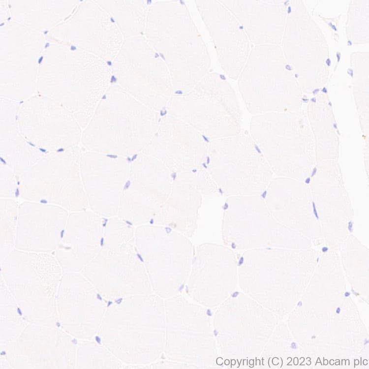 Anti-Lrp2 / Megalin antibody [EPR26093-84](AB309086)