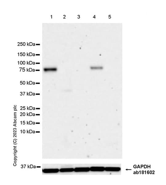 Marcks Antibody Epr28261 90 Bsa And Azide Free Ab315026  Western Blot Img423731
