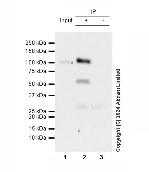 Anti-KAT2A / GCN5 antibody [EPR28321-83](AB321885)