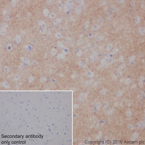 Anti-Alpha-synuclein antibody [EPR20535] - BSA and Azide free(AB225866)