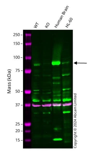 Anti-PSD95 antibody - Synaptic Marker(AB18258)