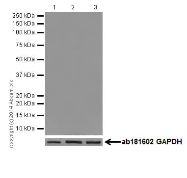 Anti-Oct4 antibody [EPR17980](AB200834)