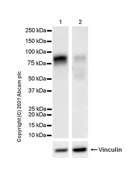 Anti-IFNGR1 antibody [EPR24127-89](AB280353)