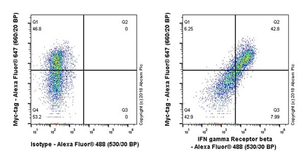 Anti-IFN gamma Receptor beta/AF-1 antibody [EPR22171] - BSA and Azide free(AB240559)