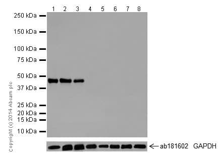 Anti-Oct4 antibody [EPR17929] - ChIP Grade(AB181557)