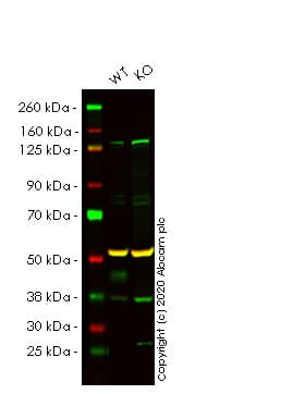 Anti-SIRT6 antibody [EPR18463](AB191385)
