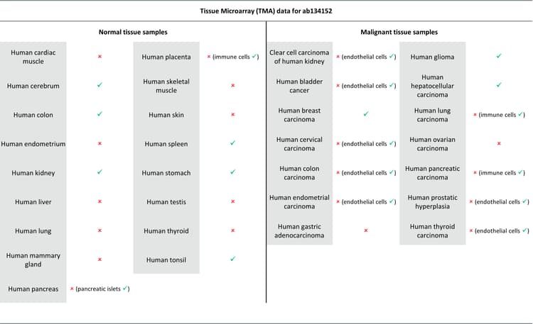 Anti-Somatostatin Receptor 2 antibody [UMB1] - BSA and Azide free(AB271907)