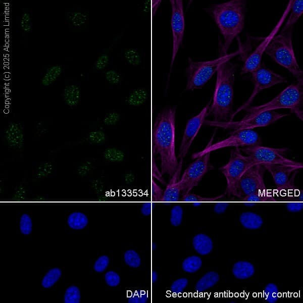 Anti-Rad51 antibody [EPR4030(3)](AB133534)