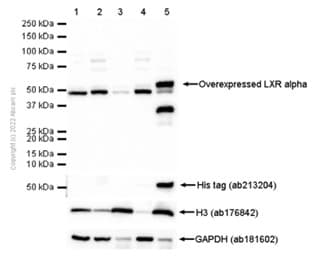 Anti-LXR alpha antibody [EPR6508(N)](AB176323)