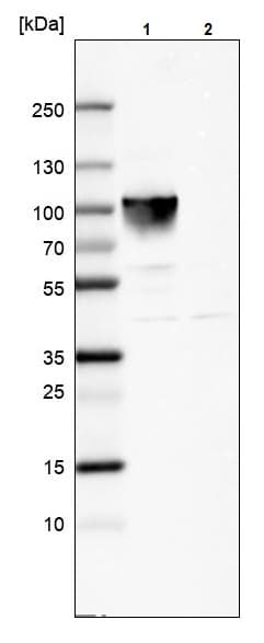 Anti-Villin antibody(ab244291)