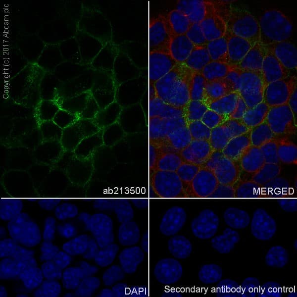 Anti-EpCAM antibody [EPR20532-222] - BSA and Azide free(AB232539)