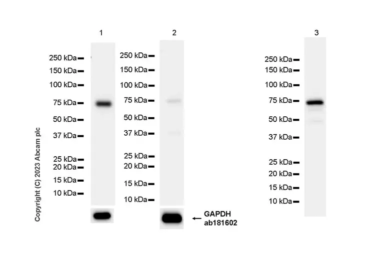 Anti-METTL16 antibody [EPR27236-78](AB313743)
