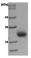 Ab51014  Sds Page Img23668
