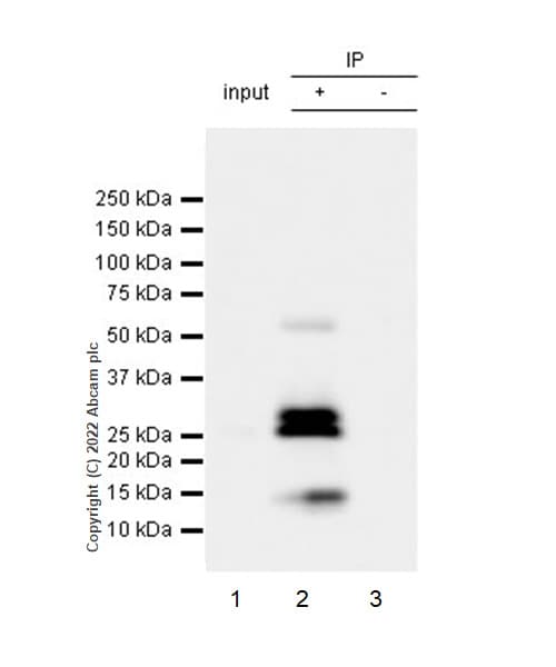 Anti-TNF alpha antibody [RM1005](AB307164)