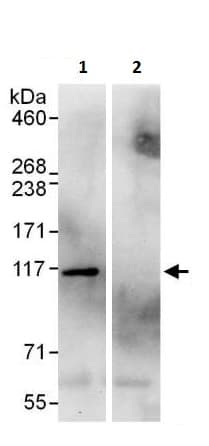Anti-AlaRS antibody(ab226259)