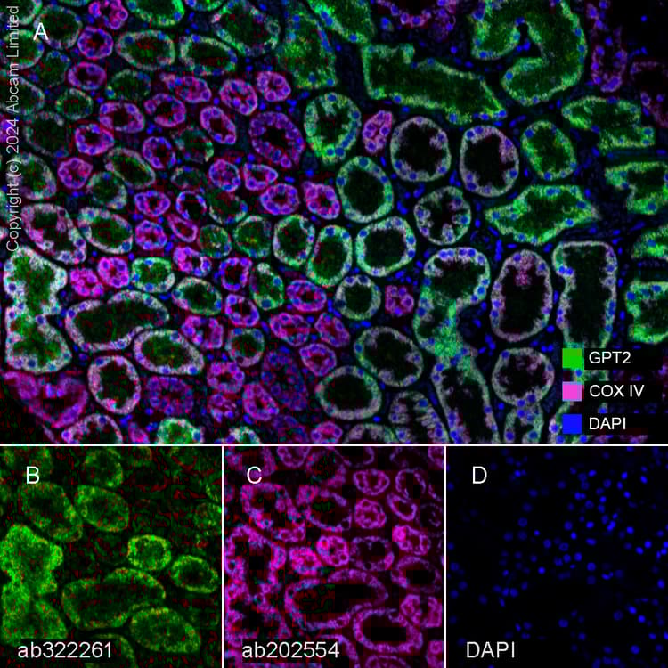 Anti-COX IV antibody [EPR9442(ABC)] - BSA and Azide free(AB231168)