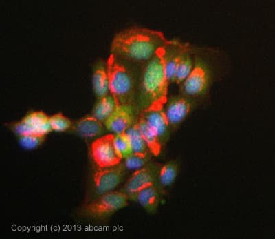 Anti-Ubiquitin (linkage-specific K48) antibody [EP8589] - BSA and Azide free(AB271911)