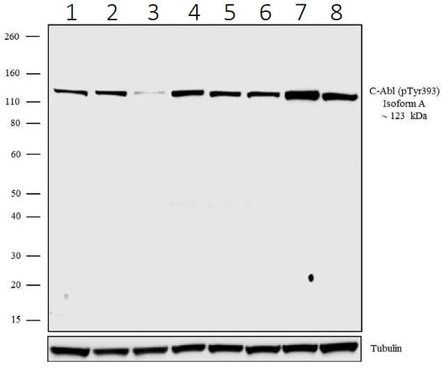 Abl1 Phospho Y393 Antibody 19hclc Ab277782  Western Blot Img11086