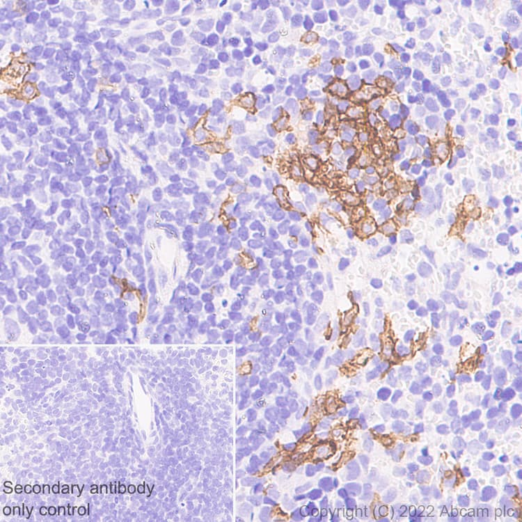 Anti-CLEC9A antibody [EPR24271-117] (BSA and Azide free)(AB300434)