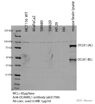 Anti-DCAMKL1 antibody(AB31704)