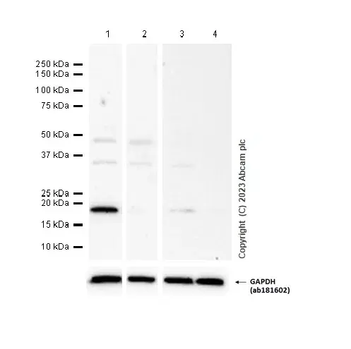 Anti-p21 antibody [EPR3993](AB109199)