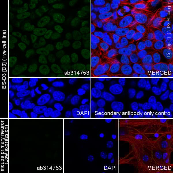 Anti-MTF2 antibody [EPR27196-167] - BSA and Azide free(AB314754)