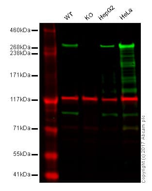 Anti-Filamin A antibody [EP2405Y](AB76289)