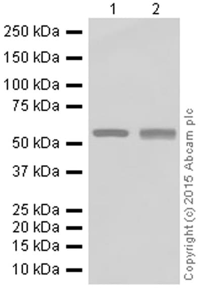 Anti-Monoamine Oxidase B/MAOB antibody [EPR7102] - BSA and Azide free(AB248436)
