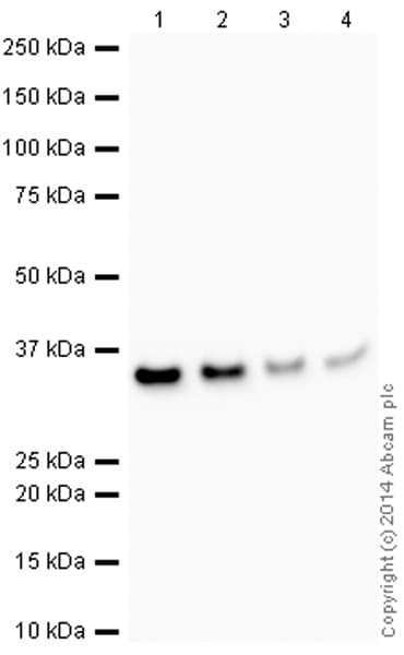 HeLa whole cell lysate(AB150035)