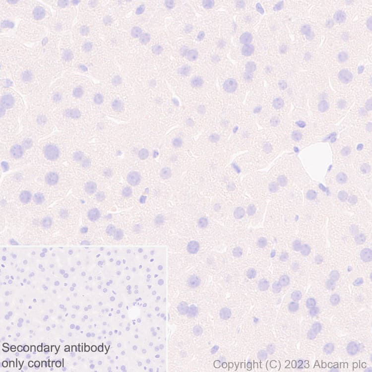 Anti-V5 tag antibody [EPR27187-61](AB309485)