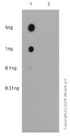 Anti-STAT3 (phospho Y705) antibody [EP2147Y](AB76315)