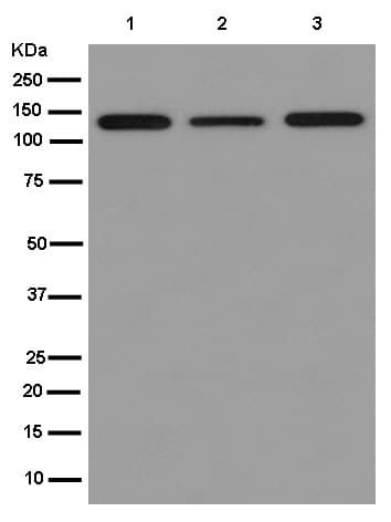Eg5 Antibody Epr12280 76 Ab181981  Western Blot Img148391