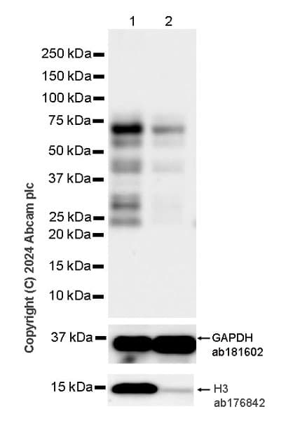 Anti-Histone H3 antibody [EPR16987] - Nuclear Marker and ChIP Grade(AB176842)