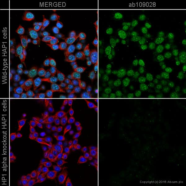 Anti-HP1 alpha antibody [EPR5777] - BSA and Azide free(AB226049)