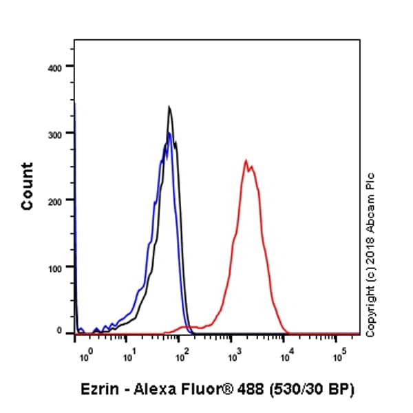 Anti-Ezrin antibody [EP886Y] - Plasma Membrane Marker(AB40839)
